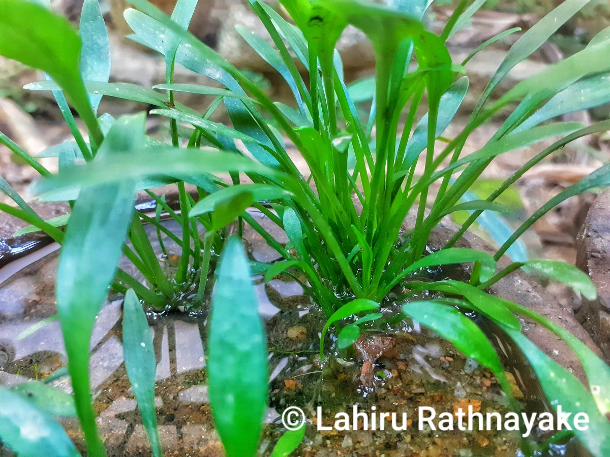 Cryptocoryne parva de Wit